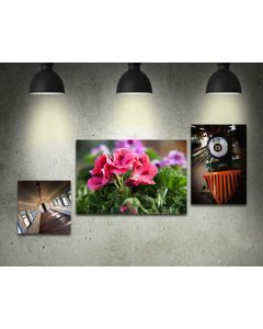 Canvas Prints